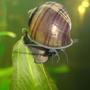 corals inverts - pomacea canaliculata - apple snail stocking in 72 gallons tank - My Snail, I know its not a fish but what a great pic.