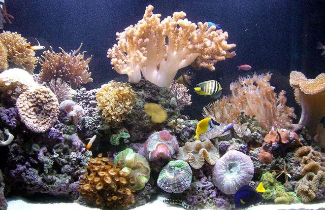 110 gallons reef tank (mostly live coral and fish) - My tank can be viewed from 3 sides, this is the view from one of the long sides.