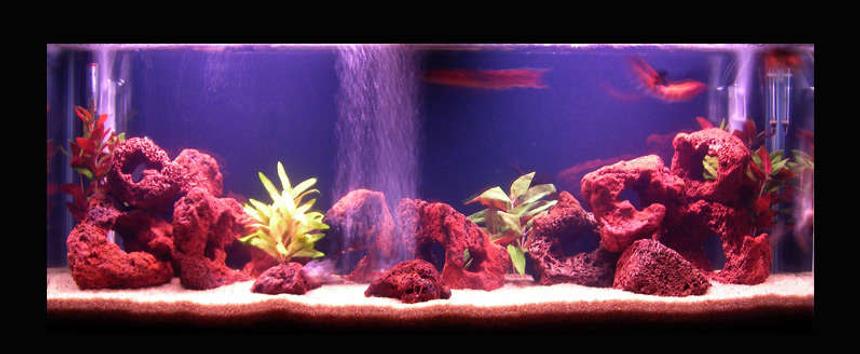 Rated #73: 50 Gallons Freshwater Fish Tank - I already added the silk plants, I think it seem nicer now.