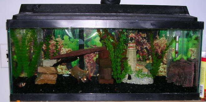 20 gallons freshwater fish tank (mostly fish and non-living decorations) - tropical fish