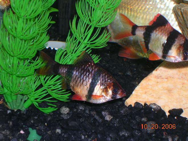 freshwater fish - puntius tetrazona - tiger barb stocking in 20 gallons tank - Tiger barbs