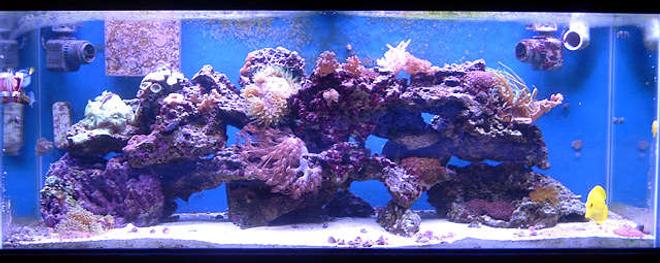 75 gallons reef tank (mostly live coral and fish) - My 75g mixed reef tank.