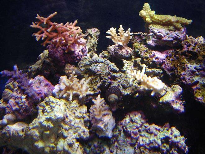 72 gallons reef tank (mostly live coral and fish) - Acros as of 30 Oct.