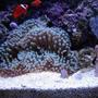 corals inverts - heteractis malu - sebae anemone, purple stocking in 72 gallons tank - Anemone as of Mar 06.