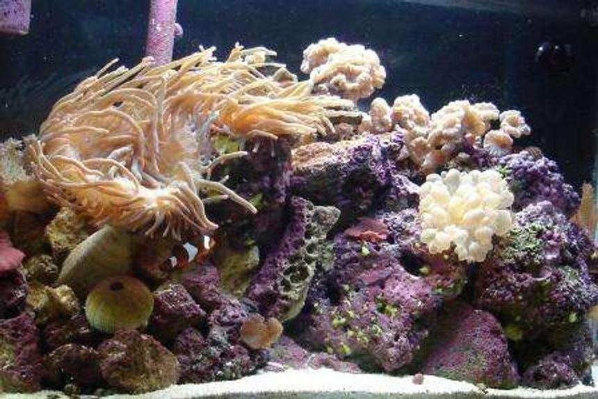 Rated #125: 38 Gallons Reef Tank - 17 Months Old