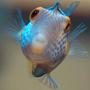 saltwater fish - canthigaster valentini - saddle valentini puffer stocking in 150 gallons tank - Valentinni's sharpnose puffer