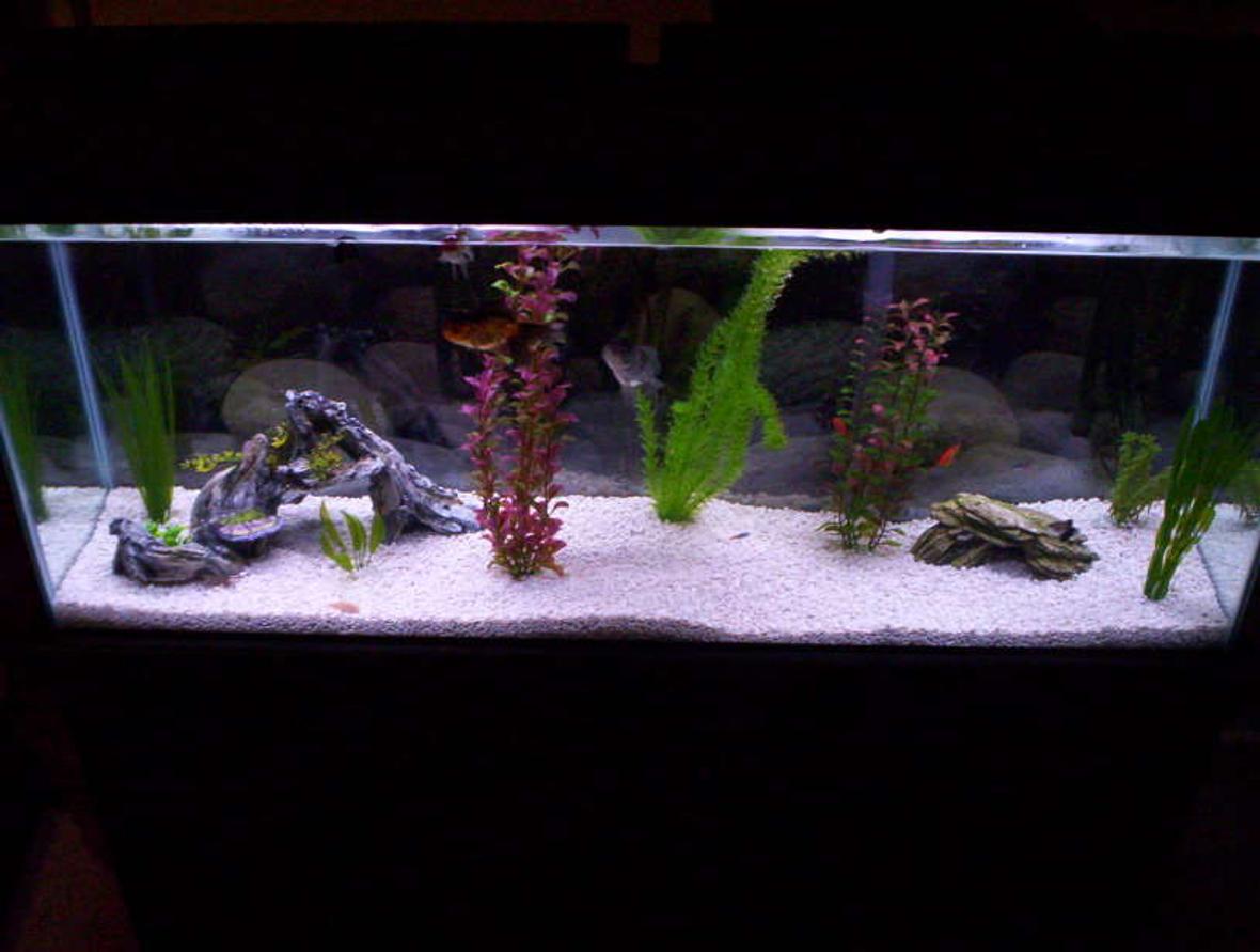 55 gallons freshwater fish tank (mostly fish and non-living decorations) - Glass 55 gallon tank. Non-living decorations