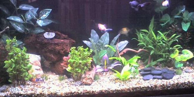 50 gallons freshwater fish tank (mostly fish and non-living decorations) - Freshwater Goldfish tank w/ live & artificial plants & rocks.