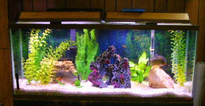 55 gallons freshwater fish tank (mostly fish and non-living decorations) - 55 gallon