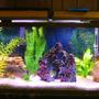 55 gallons freshwater fish tank (mostly fish and non-living decorations) - 55 gallon