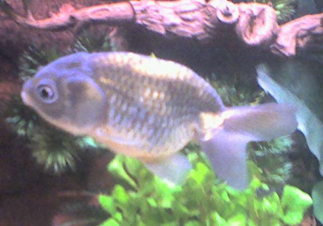 freshwater fish - carassius auratus - ranchu stocking in 50 gallons tank - My Black Ranchu