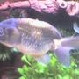 freshwater fish - carassius auratus - ranchu stocking in 50 gallons tank - My Black Ranchu
