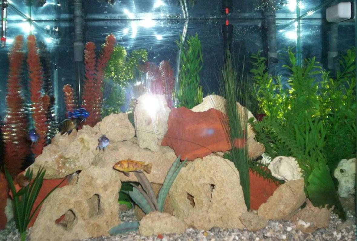 55 gallons freshwater fish tank (mostly fish and non-living decorations) - 55 gallon freshwater w/ African cichlids