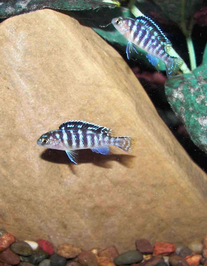 freshwater fish - metriaclima lombardoi - kenyi cichlid stocking in 55 gallons tank - Fry of some sort, Kenyi and electric blue I think.