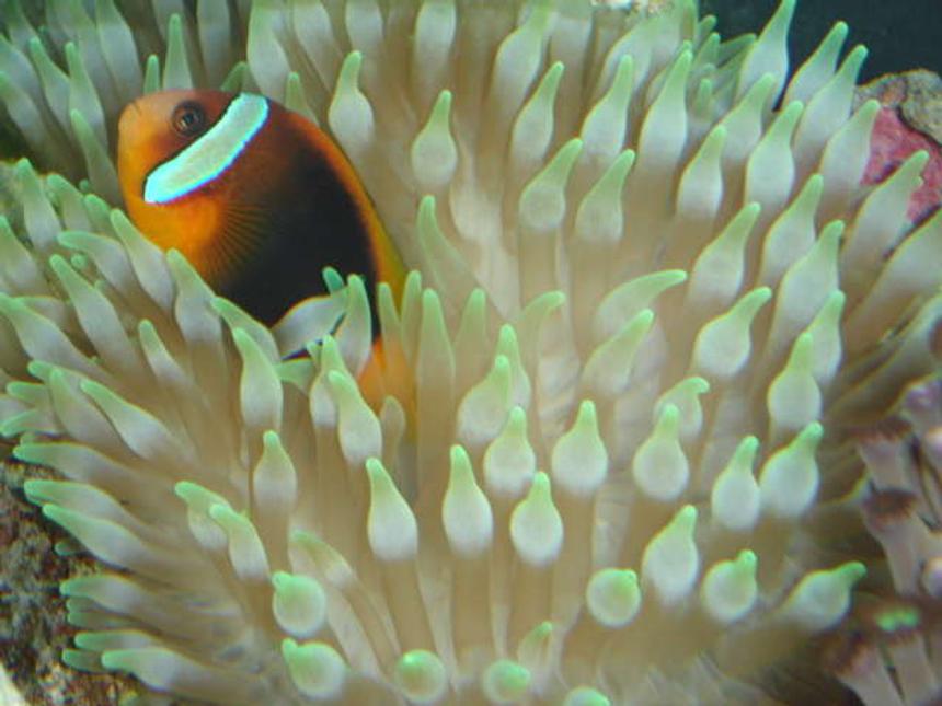 Rated #24: Corals Inverts - Entacmaea Quadricolor - Bulb Anemone Stocking In 90 Gallons Tank - CINNAMON CLOWNFISH IN MY BTA