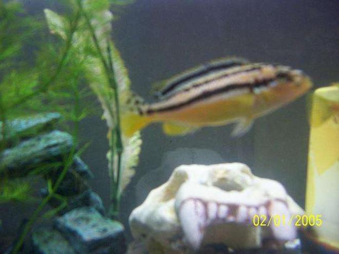 freshwater fish - melanochromis auratus - auratus cichlid stocking in 55 gallons tank - Aurats cichlid Female one of my two females an i have a male