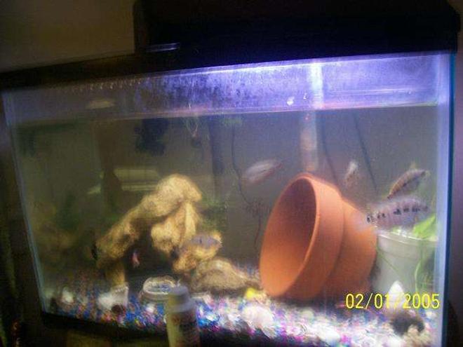 55 gallons freshwater fish tank (mostly fish and non-living decorations) - My 20gallon southamerican tank