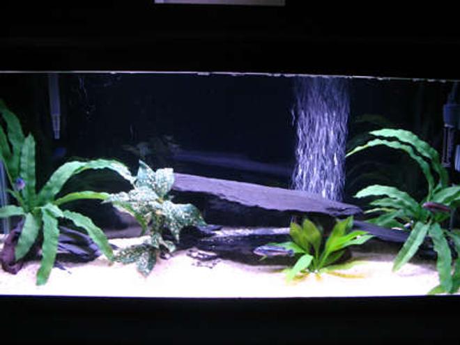 30 gallons freshwater fish tank (mostly fish and non-living decorations) - A Few Months Old