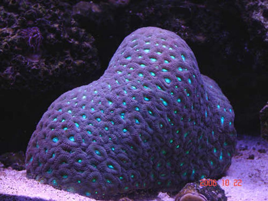 Rated #5: Corals Inverts - Favites Sp. - Neon Eye Favia Brain Stocking In 90 Gallons Tank - open brain