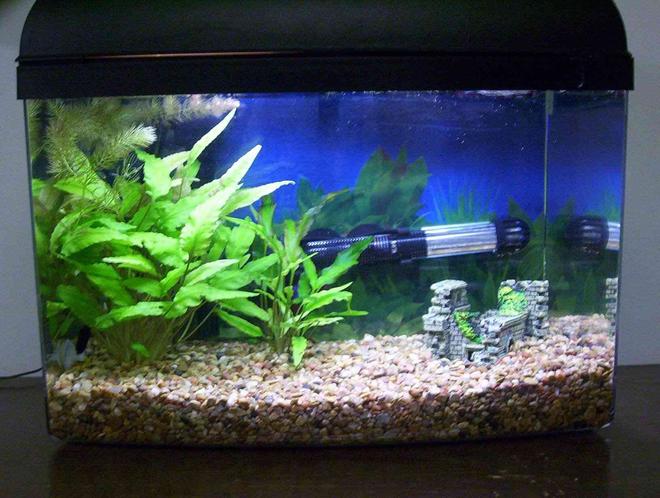 29 gallons planted tank (mostly live plants and fish) - 5 Gallon Betta Tank with 2 cryptos