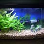 29 gallons planted tank (mostly live plants and fish) - 5 Gallon Betta Tank with 2 cryptos