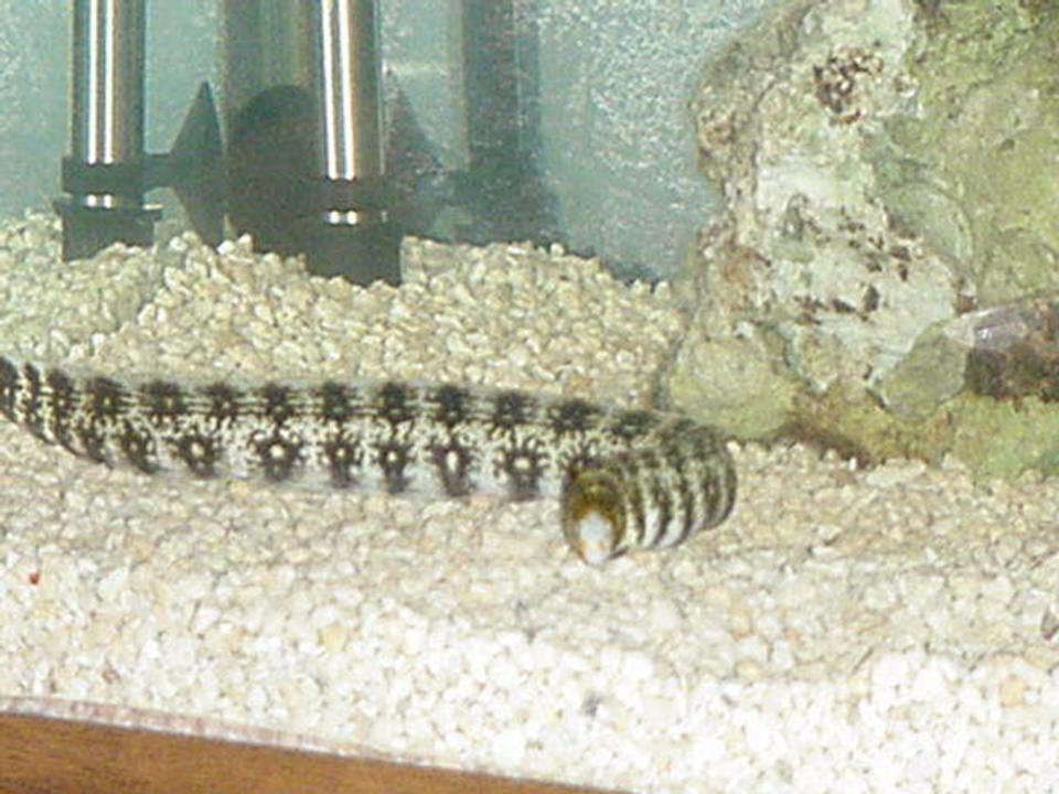 saltwater fish - echidna nebulosa - snowflake eel stocking in 90 gallons tank - The Eel is bigger too