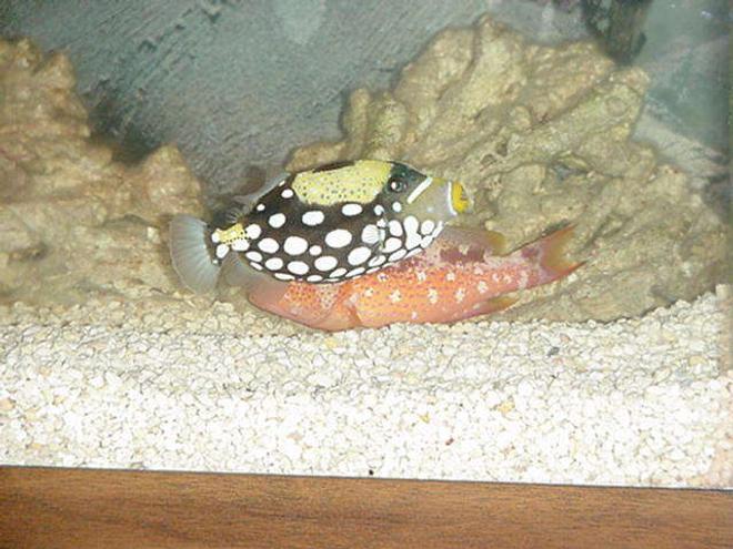 saltwater fish - balistoides conspicillum - clown triggerfish stocking in 90 gallons tank - And they have a new buddie