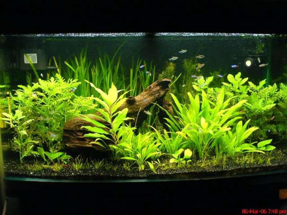 55 gallons planted tank (mostly live plants and fish) - Full shot