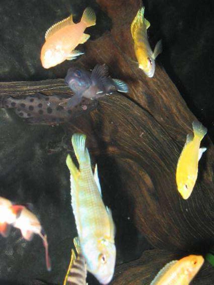 Rated #133: Freshwater Fish - Labidochromis Sp. - Perlmutt Cichlid Stocking In 69 Gallons Tank - Fish that can be seen in this shot: (from top left anti-clockwise): Botia macranthus, Labidochromis species 'Perlmutt', Metriaclima lombardoi, albino Metriaclima greshakei, Labidochromis caeruleus, another Labidochromis species 'Perlmutt' and Metriaclima greshakei, Pseudotropheus acei 'Msuli' (dark blue fish) and last but not least, my Lucifer - the Synodontis ocellifer.  I had to put the flash on so you can see Lucifer, because he would just blend with the brown hues of the mangrove root.  I was initially wanting to capture Lucifer by himself, but the other fish were anxious in getting food so I basically took a few attempts until I finally got a shot where you can actually see him.  I had to try different angles to make it perfect.  I hope you all like the photo.  Enjoy!