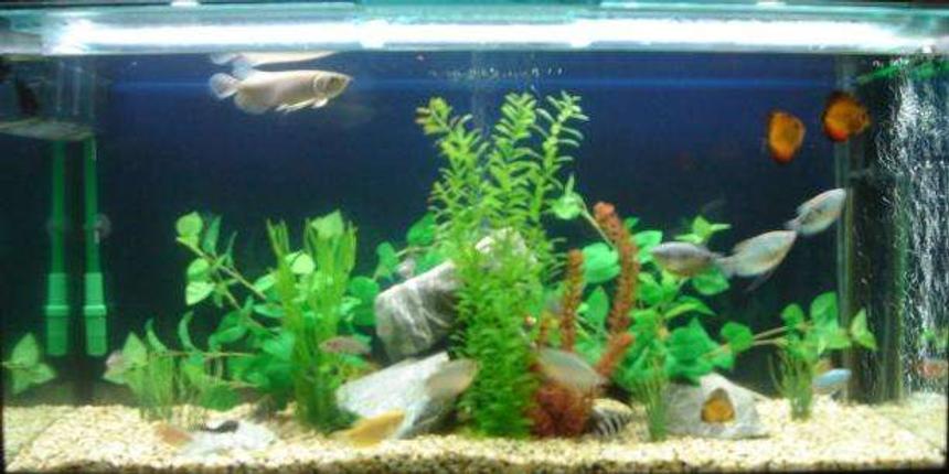 Rated #270: 220 Gallons Freshwater Fish Tank - I hope you will be love it.