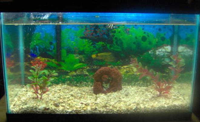 10 gallons saltwater fish tank (mostly fish, little/no live coral) - - 24 L x 12 W x 12 1/2 H 
- Chrushed Coral And Shells For Flooring
- Hydrometer W/ Temp Measure
- Auqa Tech Filtration System 

1- 3 Stripe Damsel
1- Yellow Tail Damsel
1- Dark Fin Chromis
1- Arrow Crab

2 Plants
1 Brown Coral Hideaway