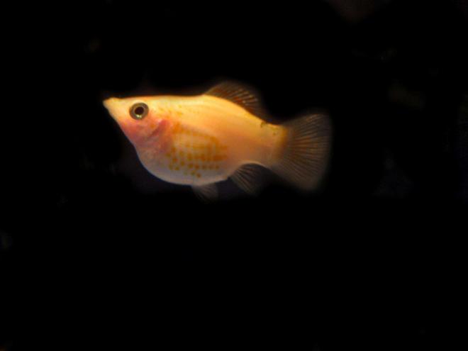freshwater fish - poecilia latipinna - balloon molly stocking in 10 gallons tank - Pregnant balloon molly  :)

PLEASE GIVE ME GOOD RATING  =D