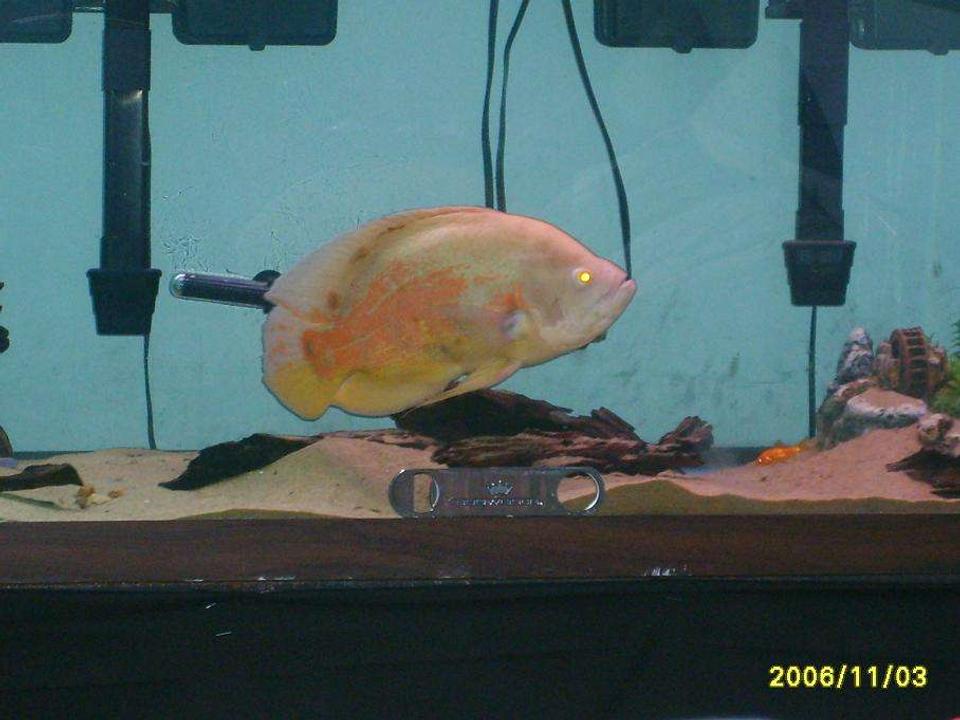 freshwater fish - astronotus ocellatus - albino oscar stocking in 125 gallons tank - my 8 yrs old 15'' oscar 125 gallon  my fish tank is 6 feet long 18inches wide  and 24'' high and has one 15''oscar with 2 emperor 400's and a A.C110 ,100 lbs of play sand with no plants and 2 pleco's