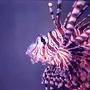 saltwater fish - dendrochirus zebra - dwarf/zebra lionfish stocking in 150 gallons tank - I kept this dude for about 10 years in my old 180 gal tank.