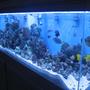 90 gallons reef tank (mostly live coral and fish) - full tank shot 265 gal.