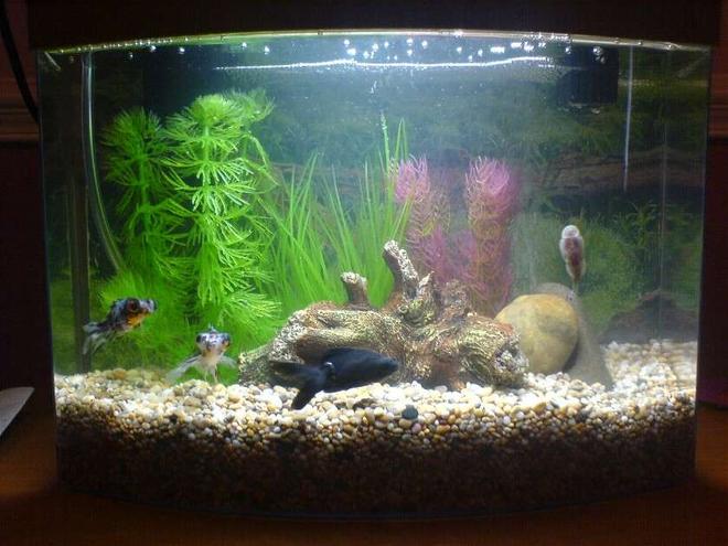 3 gallons freshwater fish tank (mostly fish and non-living decorations) - My tank when I first started up!