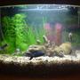 3 gallons freshwater fish tank (mostly fish and non-living decorations) - My tank when I first started up!