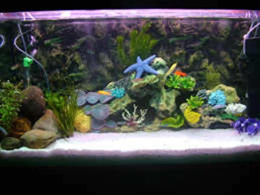 Rated #47: 65 Gallons Saltwater Fish Tank - THIS IS A FRESH WATER TANK .. !!!!
