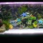 65 gallons saltwater fish tank (mostly fish, little/no live coral) - THIS IS A FRESH WATER TANK .. !!!!