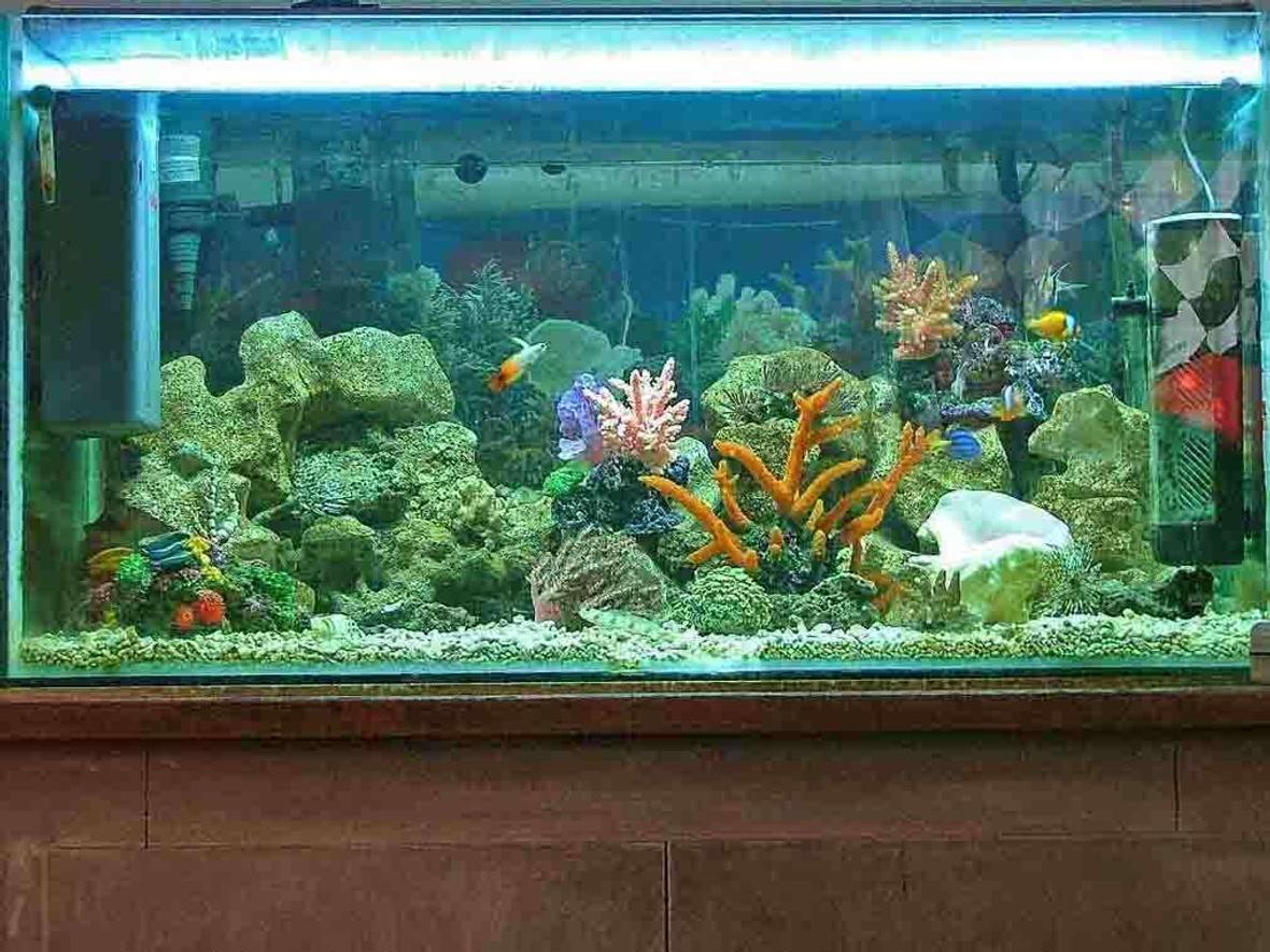 115 gallons reef tank (mostly live coral and fish) - marine tank with a beutiful selection of marine fish and mostly soft corals and others