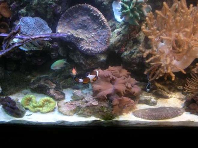 corals inverts - merulina ampliata - merulina coral stocking in 90 gallons tank - Clam, Brain, Lettuce coral etc.