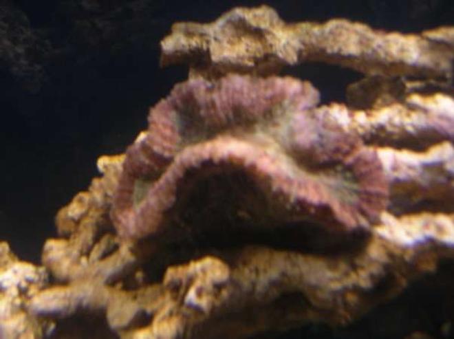 corals inverts - trachyphyllia geoffroyi - brain coral, trachyphyllia stocking in 90 gallons tank - Open Brain Coral