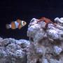 saltwater fish - amphiprion percula - true percula clownfish stocking in 27 gallons tank - My star and Ernie