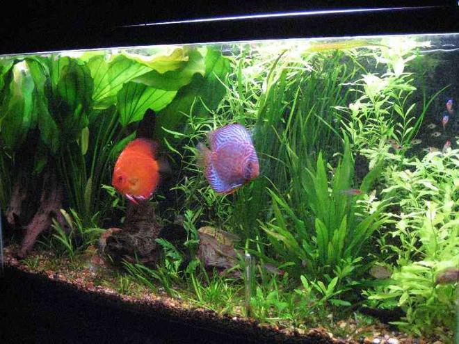 40 gallons planted tank (mostly live plants and fish) - planted discus