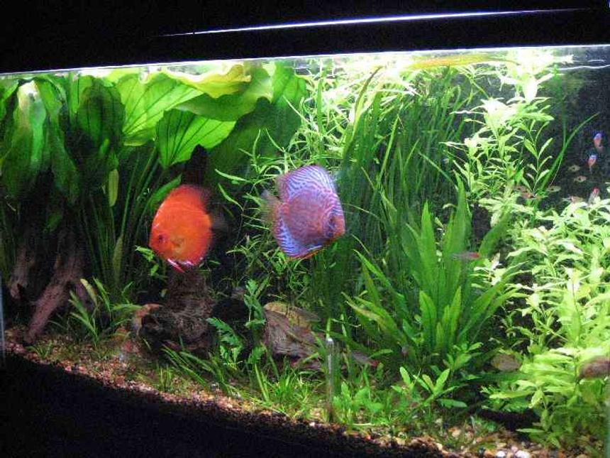 Rated #30: 40 Gallons Planted Tank - planted discus