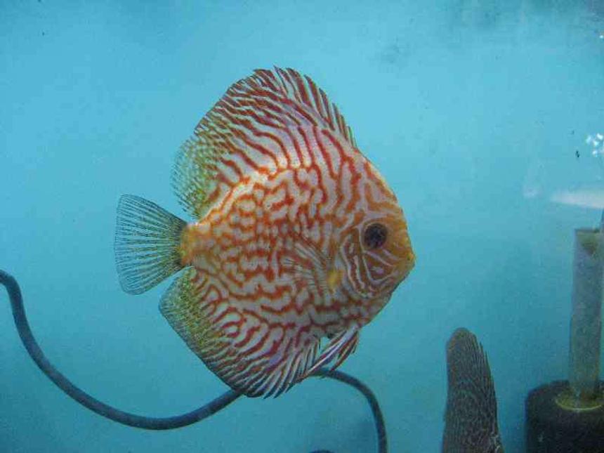 Rated #26: Freshwater Fish - Symphysodon Spp. - Snakeskin Discus Stocking In 40 Gallons Tank - Pigeon checker board