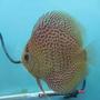 freshwater fish - symphysodon spp. - snakeskin discus stocking in 40 gallons tank - leopard snake