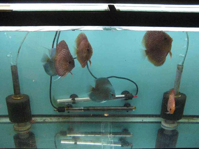 40 gallons freshwater fish tank (mostly fish and non-living decorations) - grow out tamk