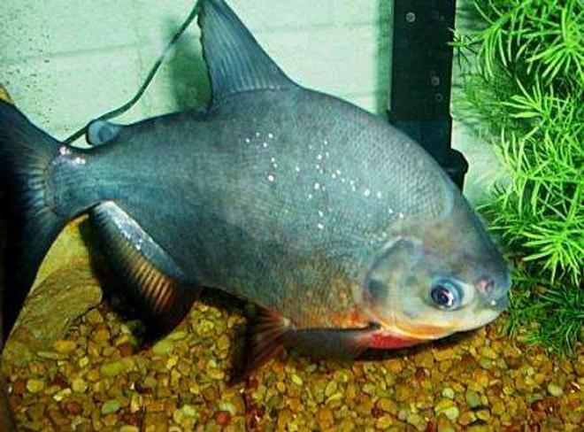 freshwater fish - colossoma brachypomus - pacu stocking in 55 gallons tank - 1 of my pacu's