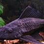 freshwater fish - glyptoperichthys gibbiceps - sailfin pleco (l-83) stocking in 55 gallons tank - My pleco=]